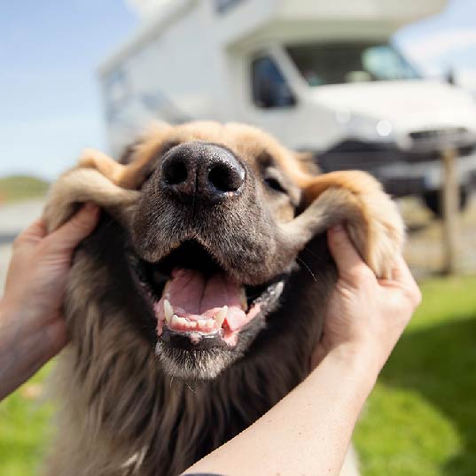 Dog Run for your Fur-Babies at Rocking R's RV Ranch Dog Run for your Fur-Babies at Rocking R's RV Ranch